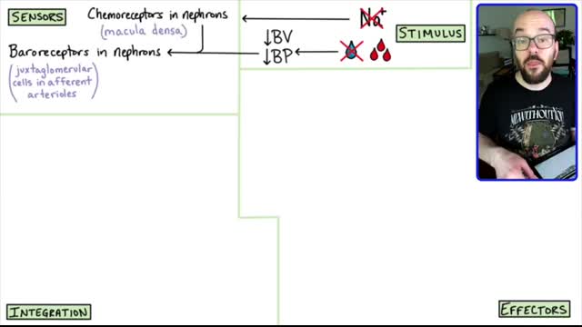 Renin-Angiotensin-Aldosterone System (RAA System)   Made easy with a step-by-step explanation!
