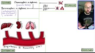 Renin-Angiotensin-Aldosterone System (RAA System)   Made easy with a step-by-step explanation!