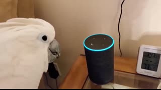 Cockatoo Attempts To Order Farts Off Of Alexa