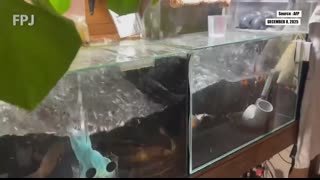 Japan Hit by Strong Earthquake; Tsunami Warning Triggers Panic