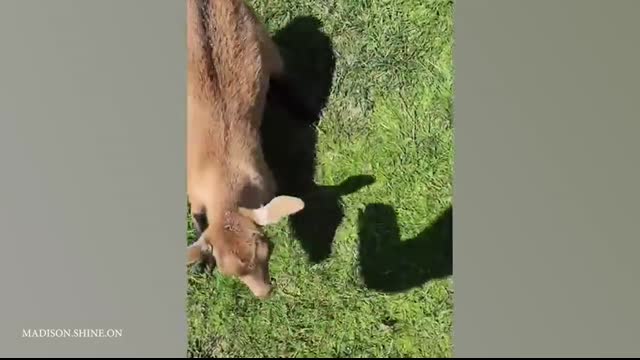 Why Goats are the FUNNIEST ANIMALS in the world