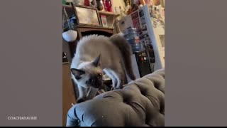 Why Goats are the FUNNIEST ANIMALS in the world