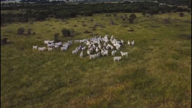 BRAHMAN COWS IN SOUTH AFRICA