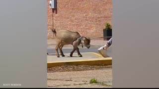 This is why GOATS are the FUNNIEST ANIMALS