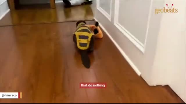 Rescue beaver builds dam with stuffed toys