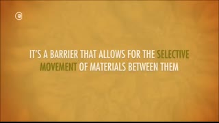 Digestive System, Part 1 Crash Course Anatomy & Physiology #33