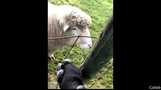 Funniest Animal Videos Ever (Part 1)