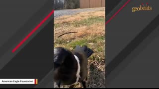 This crow seems convinced he's a tiny human