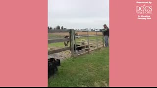 Donkey Mom Is SO Excited To See Her Baby Again   The Dodo Reunited