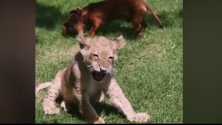 Lion missed his dachshund friend so much he stopped eating - then something amazing happened