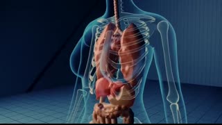 How the Digestive System Works   3D Animation
