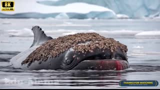 A humpback whale, injured by barnacles, was successfully rescued by a rescue team.