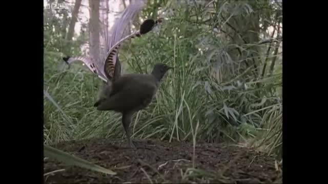 Attenborough the amazing Lyre Bird sings like a chainsaw! Now in high quality   BBC Earth