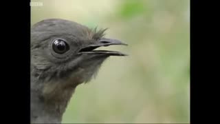 Attenborough the amazing Lyre Bird sings like a chainsaw! Now in high quality   BBC Earth