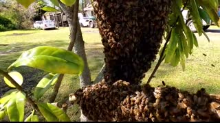 She Found This In Her Tree And Immediately Called Me
