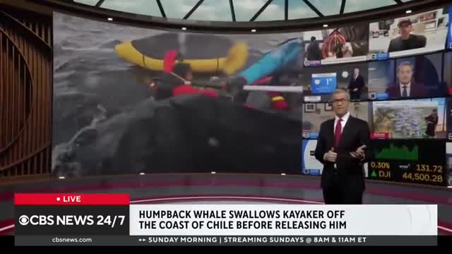 Whale swallows kayaker and then spits him out off Chilean coast