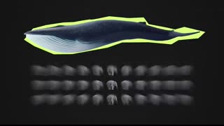 This Is Why Orcas Are Called Killer Whales