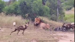 Look How This Lion killed These Dogs