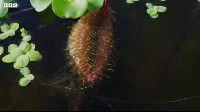 The Tyrant of the Deep   The Green Planet   BBC Earth