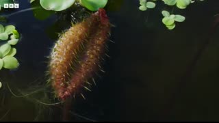 The Tyrant of the Deep   The Green Planet   BBC Earth