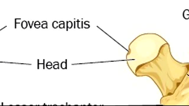 Femur Bone Anatomy Lecture and Landmark Markings