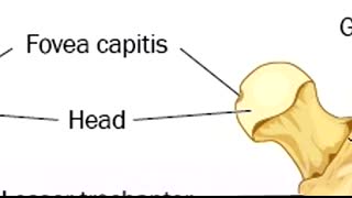 Femur Bone Anatomy Lecture and Landmark Markings