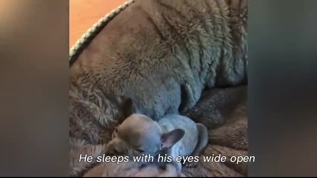 Tiny Frenchie’s Royal Rulebook Only Mom May Serve His Majesty ?? - Boo Boo