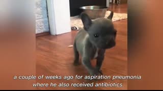 Tiny Frenchie’s Royal Rulebook Only Mom May Serve His Majesty ?? - Boo Boo