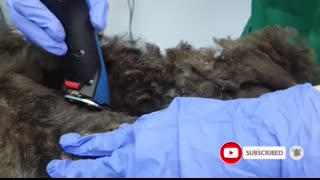 YOU WON'T BELIEVE how this DOG looks after shaving all these dreadlocks