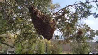 If I Hadn't Caught It On Camera You Wouldn't Have Believed Me