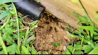 5,000 Yellow Jackets UNDERGROUND! Wasp Nest Removals