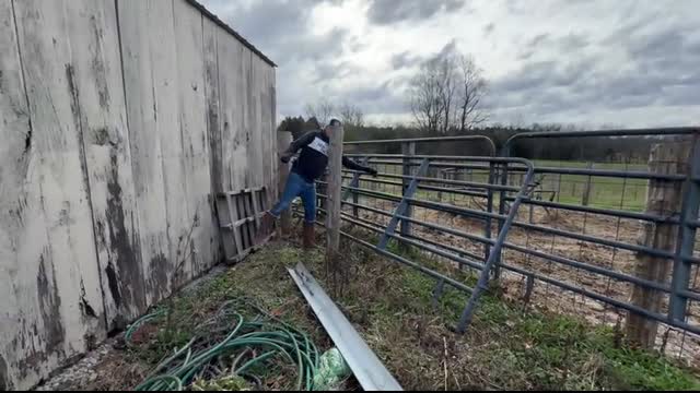 Picking Up Our Angus Bull Will It Be Calm Or Chaos   Midwest Homesteading