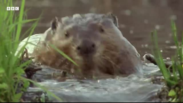 Busy Beavers Build Dam Ahead of Winter   Yellowstone   BBC Earth