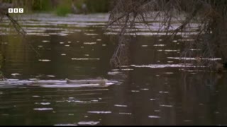 Busy Beavers Build Dam Ahead of Winter   Yellowstone   BBC Earth