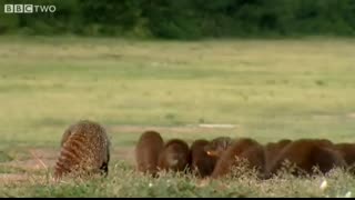 This Warthog took a trip to the Mongoose Spa   Banded Brothers   BBC
