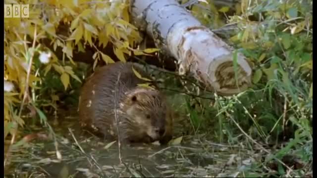 Beaver Lodge Construction Squad   Attenborough   BBC Earth
