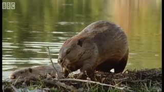 Beaver Lodge Construction Squad   Attenborough   BBC Earth