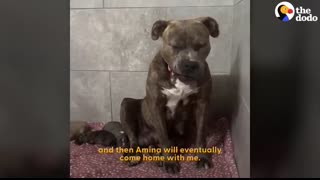 The Best Pittie Rescues Ever   The Dodo