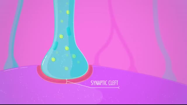The Nervous System, Part 3 - Synapses! Crash Course Anatomy & Physiology #10