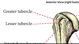 Humerus Bone Anatomy and Physiology Lecture