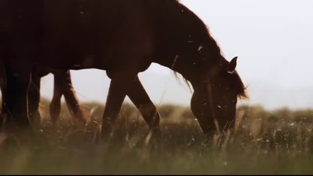 A Male Stallion Fights to Keep His Harem for Himself ? America’s Wild Seasons   Smithsonian Channel
