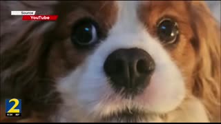 Tyrese Gibson Facing Charges After Dog Attack in Atlanta Neighborhood   TSR Investigates