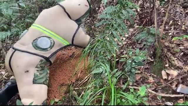 ERADICATION MURDER HORNET NEST,ASIAN GIANT HORNET NEST REMOVAL,WASP NEST REMOVAL,VESPA MANDARINA