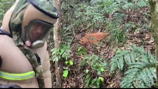 ERADICATION MURDER HORNET NEST,ASIAN GIANT HORNET NEST REMOVAL,WASP NEST REMOVAL,VESPA MANDARINA