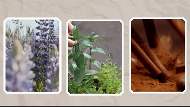 How To Stop Cats From Pooping In The GardenSuper Easy & Safe Methods