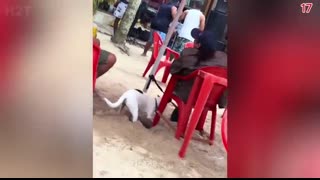 Top 100 Funniest Videos From Around The World ?? Try Not To Laugh   Memes Part 15