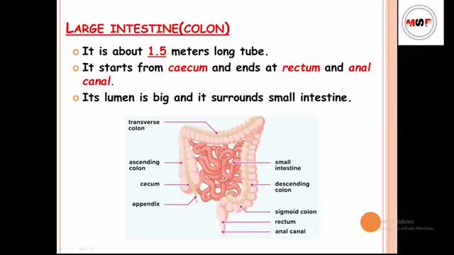 large intestine anatomy & physiology in hindi   functions   parts   layers