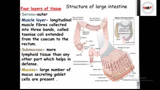large intestine anatomy & physiology in hindi   functions   parts   layers