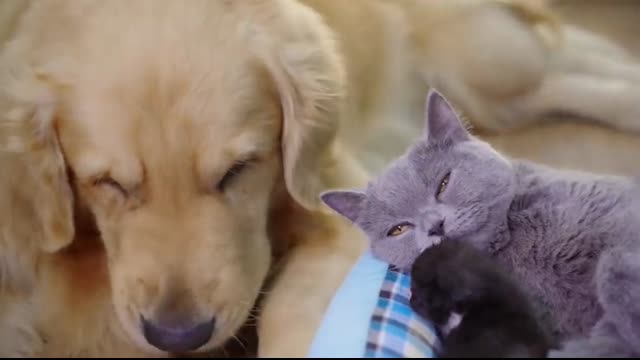 Mother Cat Introduces Newborn Kittens To The Golden Retriever Who Raised Her