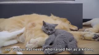 Mother Cat Introduces Newborn Kittens To The Golden Retriever Who Raised Her